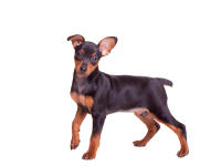 Dwergpinscher