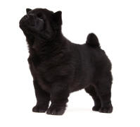 Chowchow