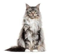 Maine coon