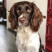 Een springer spaniel hond zat binnenshuis met een witte en bruine vacht