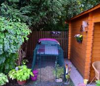 Een paars Eglu Cube kippenhok met aangebouwde ren in een tuin
