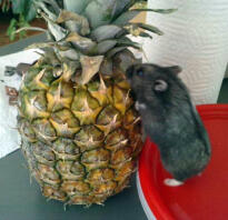 Norma versus ananas!