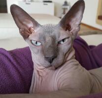 Een sphynx kat met mooie grote oren.