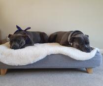 Twee honden delen hun grijze bed met schapenvacht topper