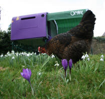 Kip in tuin met paars Eglu Cube kippenhok op achtergrond met ren en schaduwdeken
