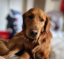 Dit is mijn lieve floofy boomer. hij is echt de liefste pup ooit! (als je eenmaal voorbij de landhaai fase bent!!) lol