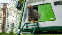Een grijze kip komt tevoorschijn uit een hok bovenaan een ladder