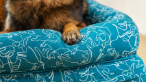 Detail van het bolsterbed met blauwe doodle hondenprint