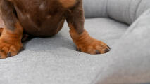 Close up van teckelpootjes op grijs bolster hondenbed.