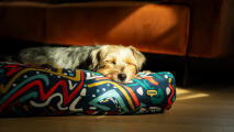 Een hond die uitrust op het kussen-hondenbed.