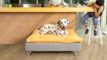 Dalmatie op een Topology hondenbed met een gele zitzak topper in een moderne keuken