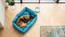 Luchtfoto van een duitse herder liggend in een blauw nest hondenbed in een moderne woonruimte