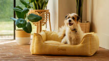 Scruffy terrier zittend in een geel nestbed