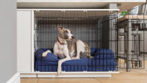 Hond zat op blauw bolster bed in Fido Studio hondenkrat.