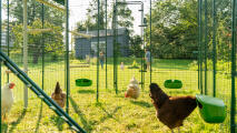 Kippen in een uitloopren met voederbakken en zitstokken, met een spelende familie op de achtergrond.