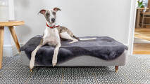 Windhond liggend op een groot Topology hondenbed met grijze schapenvacht topper