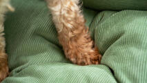 Detail van duurzame corduroy nest hondenbedden van Omlet