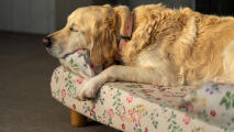 Golden retriever slapend op gebloemd bolster hondenbed in ochtend weide print.