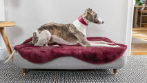 Windhond op een Topology hondenbed met een paarse schapenvacht topper