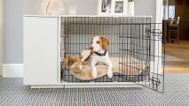 Een beagle liggend op een Topology hondenbed in een bench