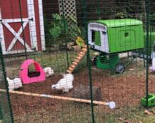 Omlet groen Eglu Cube groot kippenhok met kippen