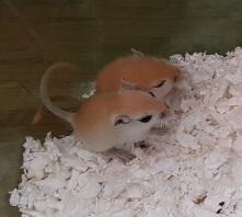 Mack's twee gerbiljongens