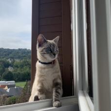Kat in raam