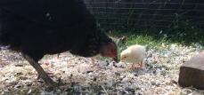Het beste dat je ooit zult zien bij het houden van kippen, is de band tussen een moederkip en haar kuikens.