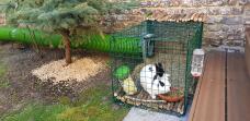 Een zwart-wit konijn in een ren met een tunnel van Zippi die er naartoe leidt