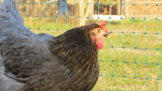 Een kip kijkt naar een Omlet hek