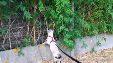 Een kat aan de lijn die naar een hek kijkt