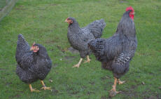 Drie barred hens