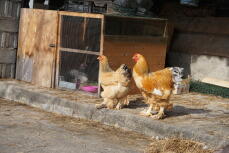 Twee kippen in een tuin met een groot houten kippenhok