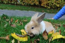 mijn konijn herfst spelen wanneer het autmn! xx