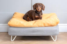 Teckel zittend op Topology hondenbed met bonenzak topper en witte haarspeld voeten