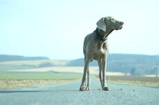 Een grijze hond stond op een lege weg