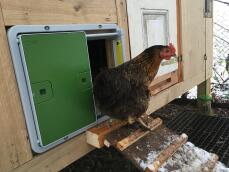 Een kip die uit haar hok komt door haar automatische hokdeur