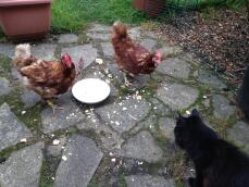 Kat en kippen die een kom roerei delen!