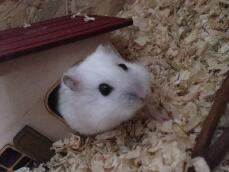 Een kleine witte hamster die uit een schuilplaats stapt in de vorm van een huis