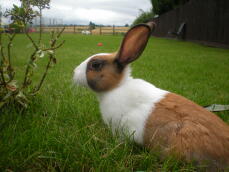 Een wit en bruin konijntje op een grasveld