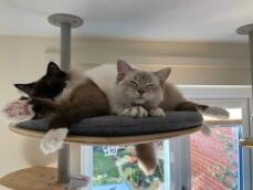 Katten delen Freestyle platform op indoor kattenboom door rachel stanbury 