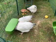Drie kippen pikken wat voedsel naar binnen in de uitbouw van een Eglu Cube
