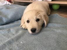 Een kleine Golden puppy liggend op een deken