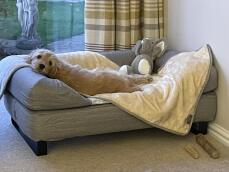 Een hond rustend op zijn grijze bed en deken
