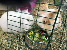 Twee pluizige konijntjes eten voedsel uit een metalen kom
