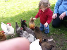 Een jong meisje speelt met een heleboel kippen in een tuin