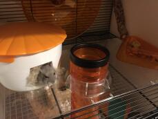 Een hamster die uit een klein huisje in de hamsterkooi Qute klimt