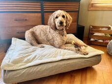 Een hond liggend op zijn grijze bed met gewatteerde topper
