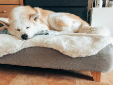Hond slaapt op Topology hondenbed met schapenvacht topper