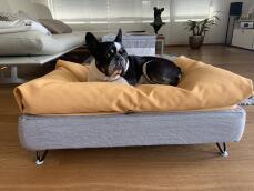 Een hond rustend op zijn grijze bed met gele bonenzak topper